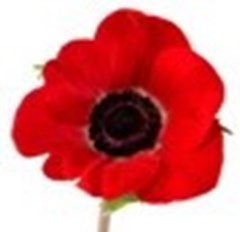 poppy-emblem1jpg