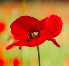 poppy-7jpg